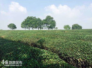 中國鄉(xiāng)村旅游崛起 江蘇 美麗鄉(xiāng)村 產業(yè)值得推薦