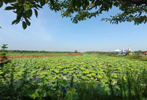 淮南大通區(qū)田園綜合體 推動 農業(yè) 旅游 融合發(fā)展