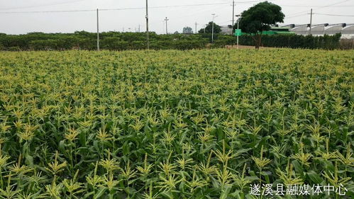 省級休閑農業與鄉村旅游示范點,湛江四個候選 你去過嗎