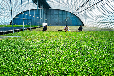 長子縣鉚足勁多產糧、產好糧