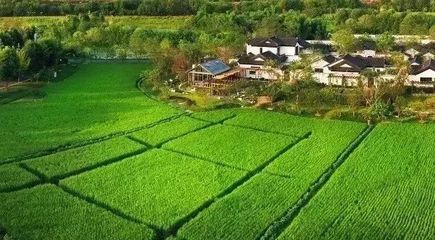 走進成都:看多利農莊破題開發商進軍鄉村!