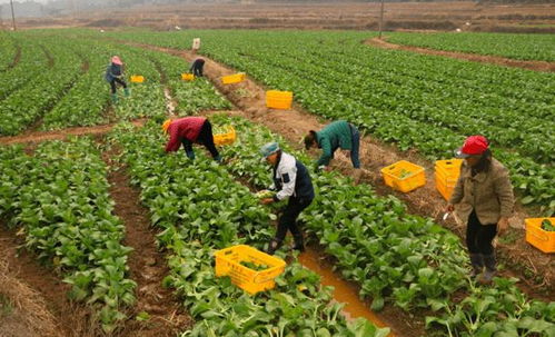 同心戰(zhàn)疫丨新鮮蔬果裝滿購物車,天河企業(yè)送菜展擔(dān)當(dāng)