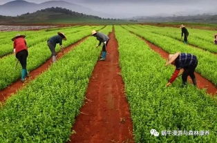 森林產業要想快速發展,必須和它們結合起來