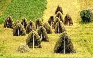 打造休閑農業旅游項目的文化與景觀價值 策略與實踐