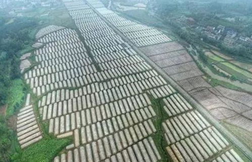 湘西農業旅游新亮點 三大3A景區，自然與人文的完美融合