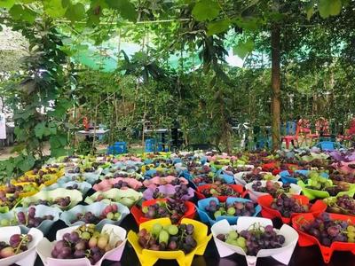 豐收季，采摘游走起！余杭初秋水果“大作戰”攻略來了