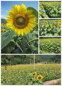 沙縣西霞村 以觀光農業為筆，繪就特色鄉村旅游新畫卷